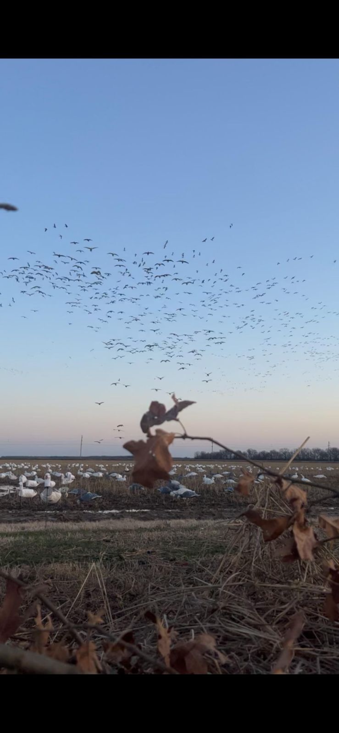 Arkansas Snow Goose Hunts