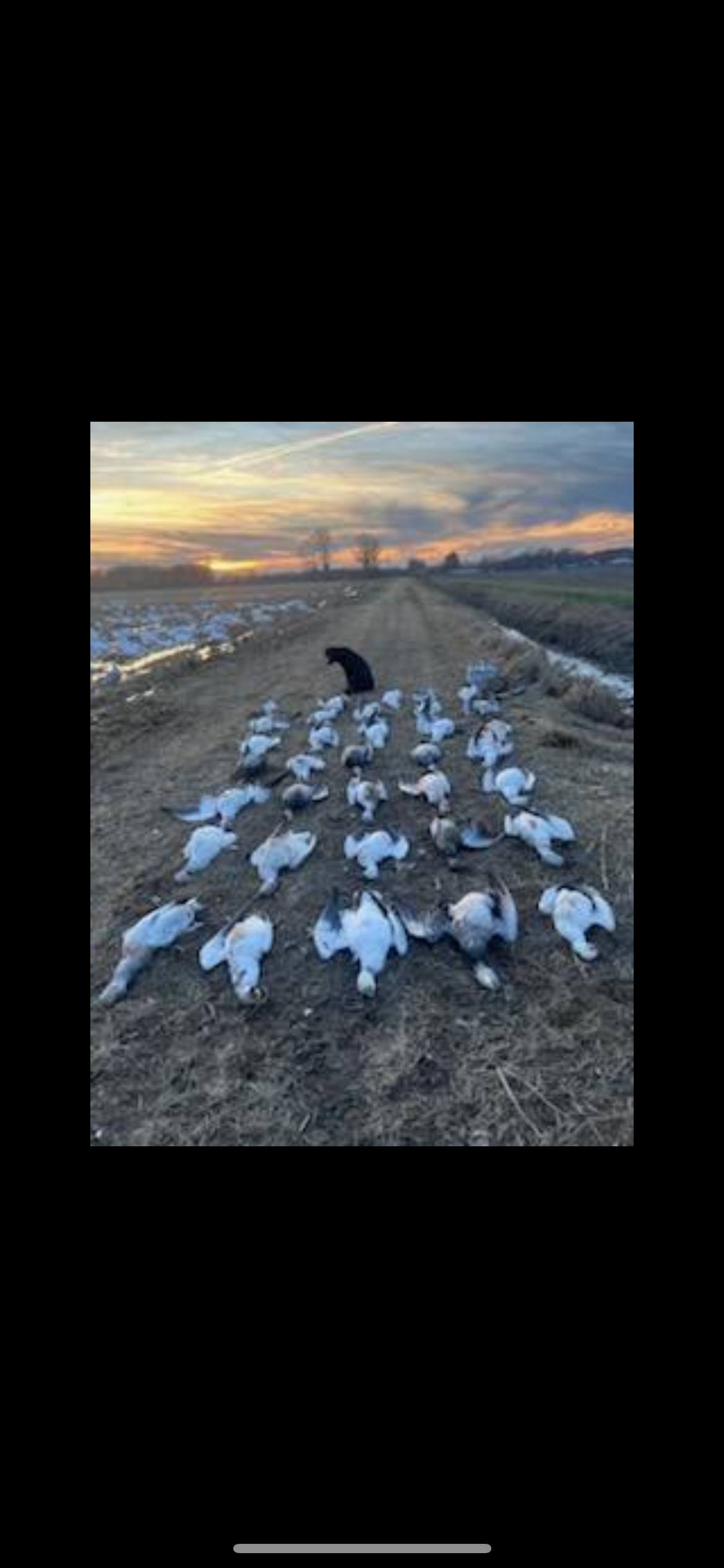 Arkansas Snow Goose Hunts