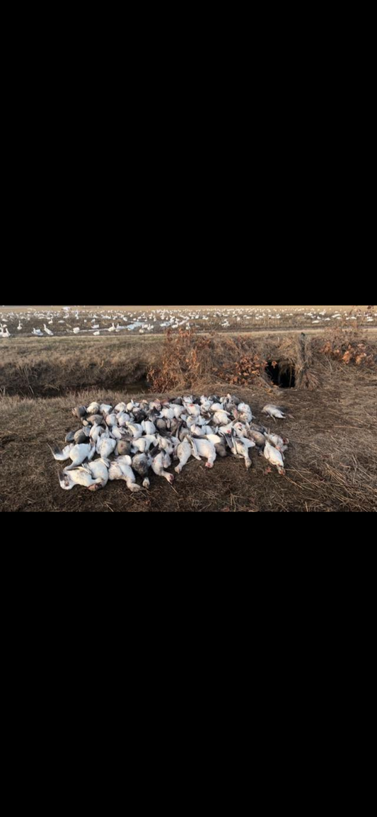 Arkansas Snow Goose Hunts