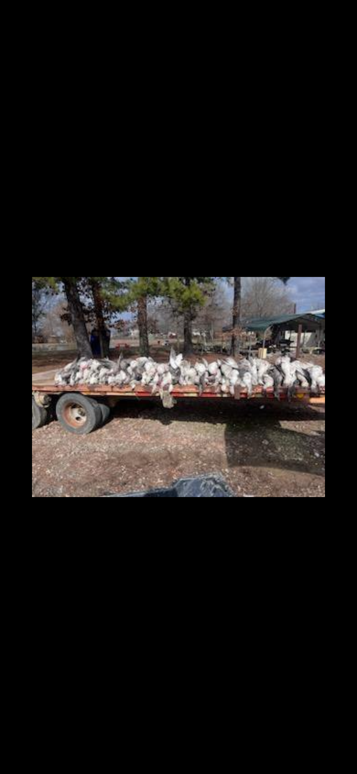 Arkansas Snow Goose Hunts