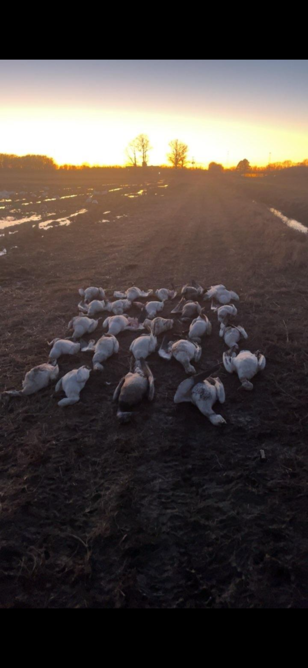 Arkansas Snow Goose Hunts